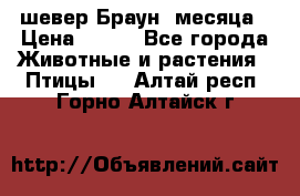 шевер Браун 2месяца › Цена ­ 200 - Все города Животные и растения » Птицы   . Алтай респ.,Горно-Алтайск г.